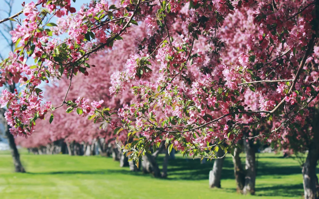 Spring Cleaning Checklist for Ottawa Homes 2026